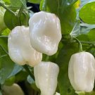 40 SEEDS WHITE HABANERO PEPPER SEEDS hot SPiCY garden VEGETABLE non-gmo