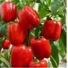 100 SEEDS Big Red Sweet Bell Pepper, NON-GMO, Heirloom