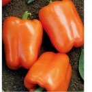 50 SEEDS Orange Sweet Bell Pepper, NON-GMO, Heirloom
