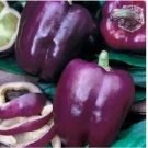 200 SEEDS Purple Beauty Bell Pepper Seeds, Sweet, NON-GMO