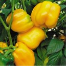 100 SEEDS Canary Yellow Sweet Bell Pepper, NON-GMO