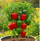 CALIFORNIA WONDER BELL PEPPER MIX SEEDS GARDEN VEGETABLE HEIRLOOM NON-GMO 300 SEEDS