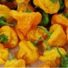 30 SEEDS YELLOW SCOTCH BONNET HOT PEPPER spicy CARIBBEAN culinary