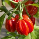 100 SEEDS Red Scotch Bonnet Pepper Seeds | Heirloom / Non-GMO