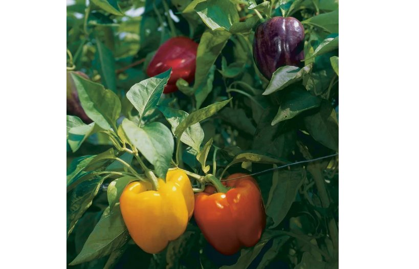 100 SEEDS Rainbow Bell Pepper Seeds, Capsicum anuum, NON-GMO