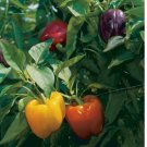 100 SEEDS Rainbow Bell Pepper Seeds, Capsicum anuum, NON-GMO