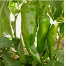 100 SEEDS Anaheim Chile Hot Pepper Seeds, NON-GMO