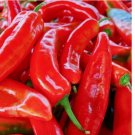 50 SEEDS Red Marconi Sweet Pepper Seeds Vegetable Garden NON-GMO