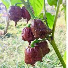 100 Chocolate Carolina Reaper Chili Pepper Seeds World Record Hot