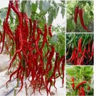 20 SEEDSJapanese Fushimi Pepper Seeds