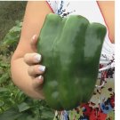 75 Heirloom Emerald Giant Pepper Seeds