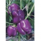 PURPLE BEAUTY BELL PEPPER 50 SEEDS NON - GMO