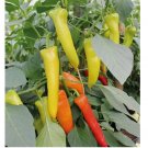 Hungarian Wax Hot Pepper Seeds Chili Banana pepper Spicy pepper Seeds 50 SEEDS