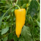 Giant Golden Marconi Sweet Pepper Seeds - Sweet Super Mild Heirloom Peppers 90 SEEDS