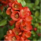 chaenomeles japonica 5 SEEDS dwarf flowering quince tree Japanese fruit