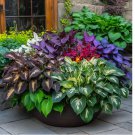 Mixed Hosta Jardin Perennials Lily Flower Seeds, Ground Cover Garden Plan...100 SEEDS