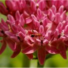 PURPLE MILKWEED Seeds (Asclepias purpurascens) RARE Butterfly Flower Seeds 50 SEEDS