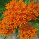Butterfly Milkweed Seeds Flower Asclepias Tuberosa PERENNIAL 30+ SEEDS