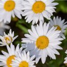 1000 SEEDS SHASTA DAISY SEEDS ALASKA perennial FLOWER garden CHRYSANTHEMUM MAXIMUM
