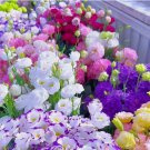 Lisianthus Seeds for Planting, Mixed Color Eustoma Flower Seeds, Thornless 1000+ SEEDS