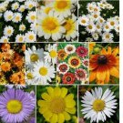 1000 SEEDS DAISY CRAZY Flower Mix 10 Varieties Painted Shasta & more! Non-GMO