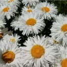 500 SEEDSDaisy CRAZY DAISY Shasta Unique Frilly Flowers White Perennial Non-GMO