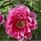 Tree Peony Seeds - Paeonia suffruticosa Pink Moutan Hardy Perennial Flower 10 SEEDS