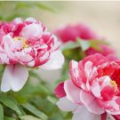 PEONY SEEDS Garden Plant Flower blossom exotic 10 pcs