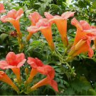 FLOWER VINE SEEDS: Perennial Trumpet Creeper (Campsis radicans) 100 SEEDS
