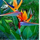 10 SEEDS ORANGE BIRD of PARADISE SEEDS (Strelitzia reginae) Tropical Crane Flower Plant
