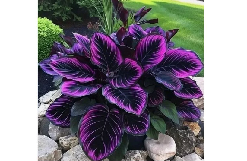 Purple Tip Calathea Couture Flower Indoor or Outdoor Beautiful Plant 15 SEEDS