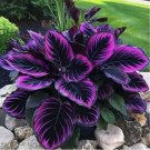 Purple Tip Calathea Couture Flower Indoor or Outdoor Beautiful Plant 15 SEEDS