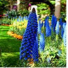 20 SEEDS PRIDE OF MADEIRA Flower Seeds Echium fastuosum Blue Tower of Jewels Garden Plant 20 SEEDS PRIDE OF MADEIRA Flower Seeds Echium fastuosum Blue Tower of Jewels Garden Plant