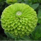 GREEN ZINNIA FLOWER SEEDS 100+ "ENVY" GARDEN bees BIRDS ANNUAL