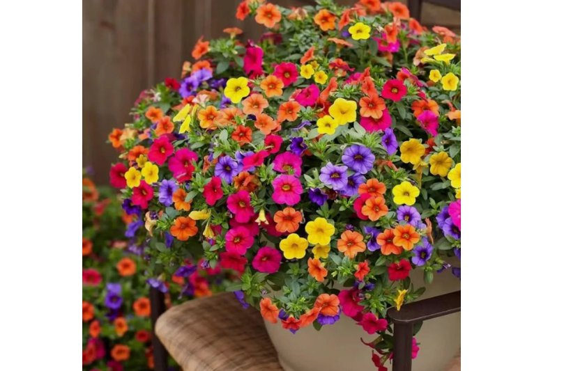 Petunia Seeds - Mixed Rainbow Colors | Grandiflora Flowers | Bonsai Petunia 500 SEEDS