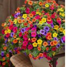 Petunia Seeds - Mixed Rainbow Colors | Grandiflora Flowers | Bonsai Petunia 500 SEEDS