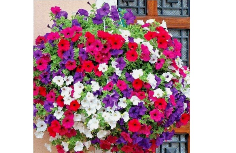 Dwarf PETUNIA MIX Flower Seeds Garden Container Hanging Basket Window Box 2001+ SEEDS