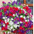 Dwarf PETUNIA MIX Flower Seeds Garden Container Hanging Basket Window Box 2001+ SEEDS