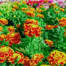 30 SEEDS French Marigold Flower Seed Mix | Non-GMO | Heirloom | Fresh Annual Flower Seeds