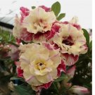 Desert Rose Flower Adenium obesum "PEONY" bonsai Seeds 5 pcs
