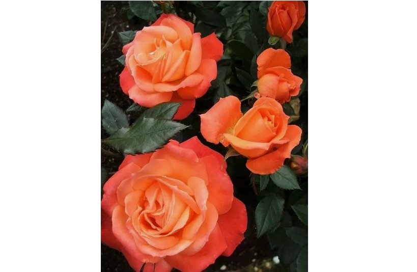 Bright Orange Rose Seeds Flower Bush Perennial Bloom Shrub Flower 10 SEEDS