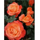 Bright Orange Rose Seeds Flower Bush Perennial Bloom Shrub Flower 10 SEEDS