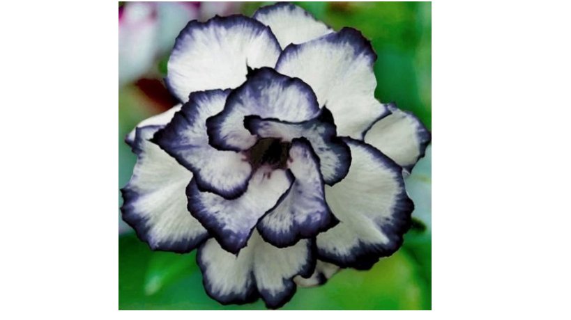 Black White Desert Rose Seeds Adenium Obesum Flower Perennial Exotic 4 SEEDS