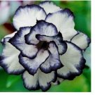 Black White Desert Rose Seeds Adenium Obesum Flower Perennial Exotic 4 SEEDS