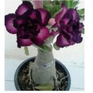 Purple Black Desert Rose Seeds Adenium Flowers Flower Perennial 4 SEEDS
