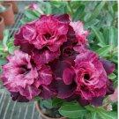 4 Magenta White Desert Rose Seeds Adenium Obesum Flower Exotic Seed Bloom
