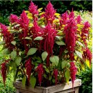 AMARANTH 4000 SEEDS LOVE LIES BLEEDING AUTUMN FLOWER GARDEN HEIRLOOM NON-GMO
