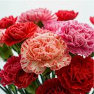 CARNATION DOUBLE MIX SEEDS RARE DIANTHUS FLOWERS RARE BLOOMS 600 SEEDS
