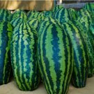 15 SEEDS Giant Jubilee Watermelon Seeds | Heirloom & Non-GMO