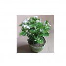 50pcs Bonsai White Jasmine Flower, Fragrant Plant Arabian Jasmine 50pcs Bonsai White Jasmine Flower, Fragrant Plant Arabian Jasmine